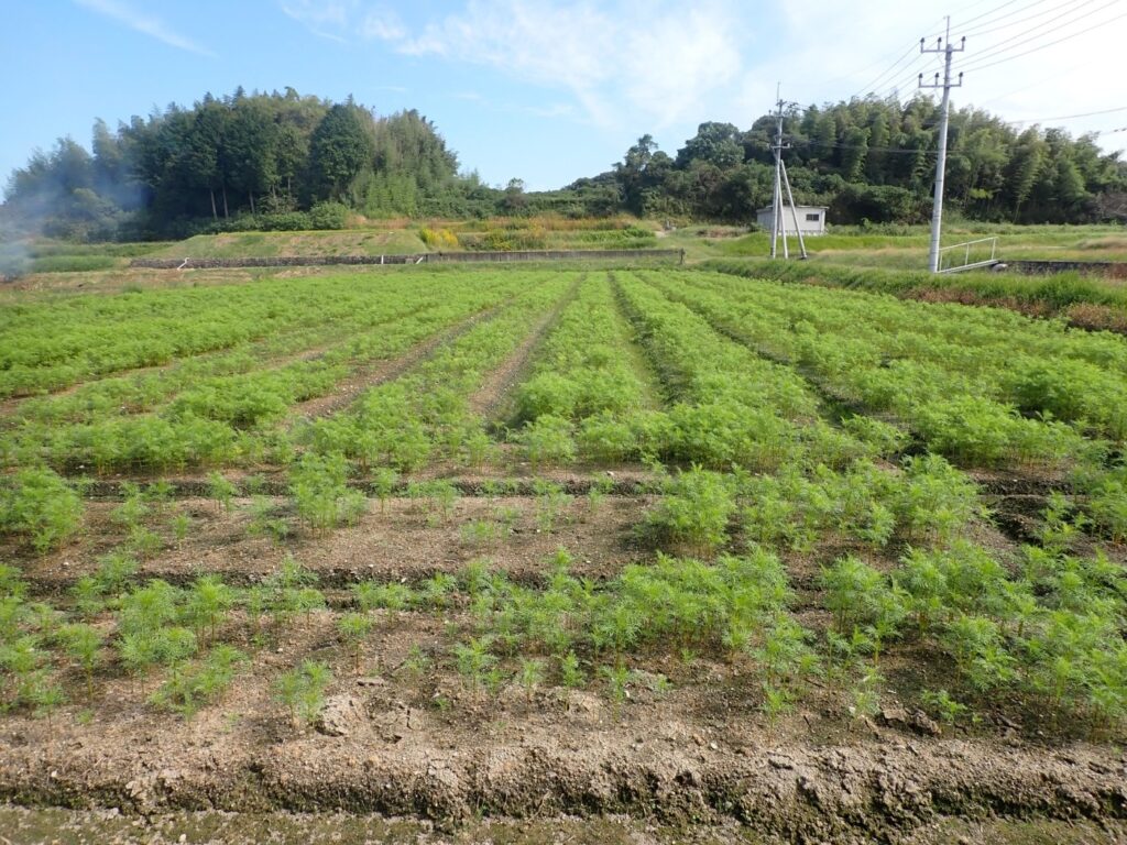 まんのう町 帆山コスモス畑