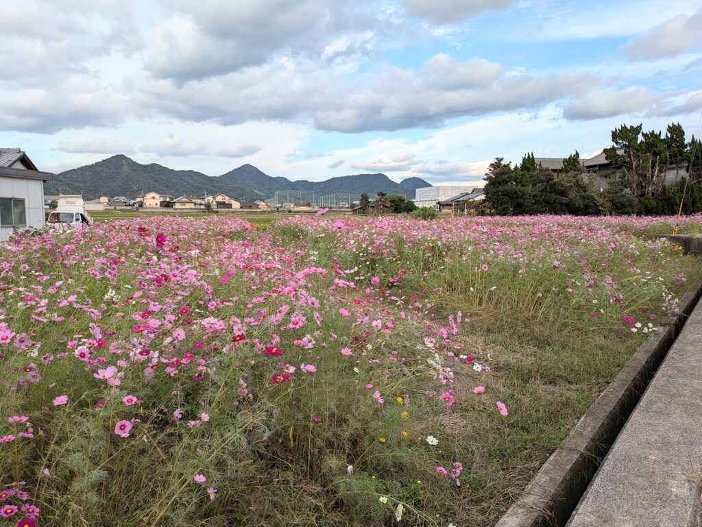 まんのう町 コスモス畑