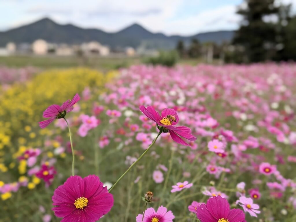 まんのう町 コスモス畑