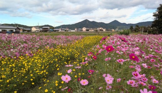 秋風に揺れるコスモス♪ まんのう町の花スポットへ行ってきた！11月から見ごろを迎えるところも