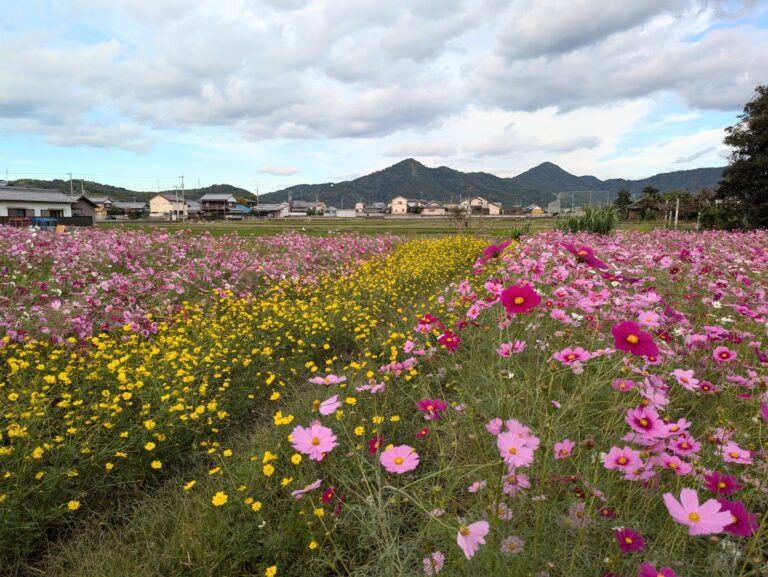 秋風に揺れるコスモス♪ まんのう町の花スポットへ行ってきた！11月から見ごろを迎えるところも