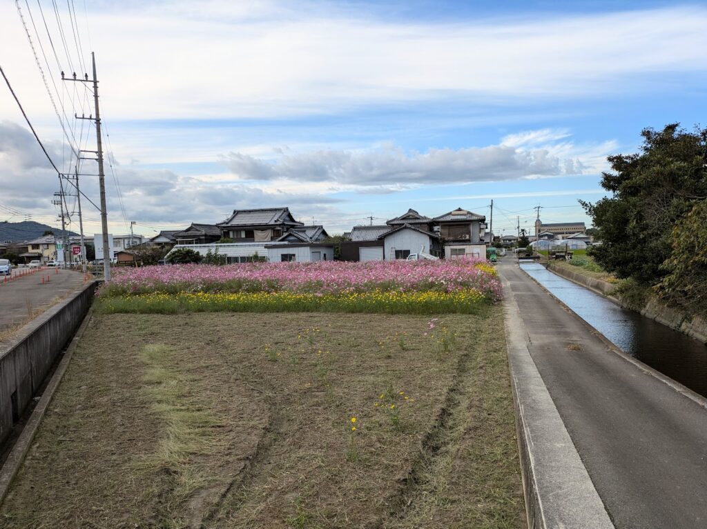 まんのう町 コスモス畑