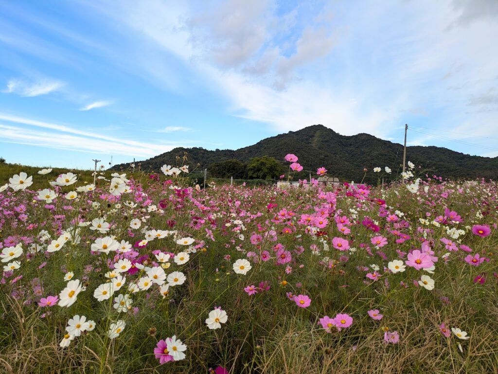 まんのう町 長尾ふれあいパーク コスモス畑