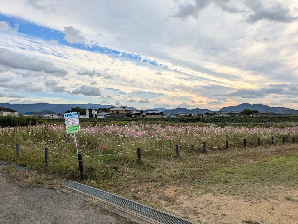 まんのう町 長尾ふれあいパーク コスモス畑