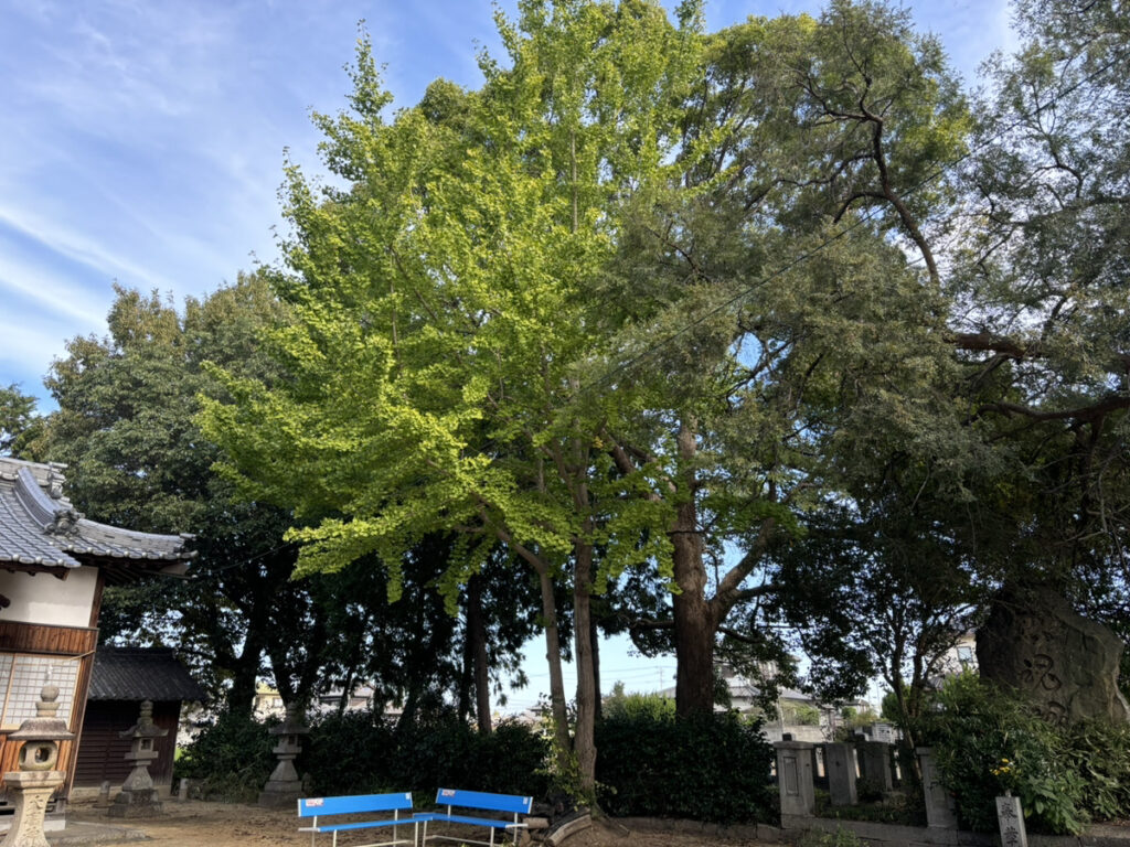 仲多度郡多度津町 加茂神社 境内 イチョウ