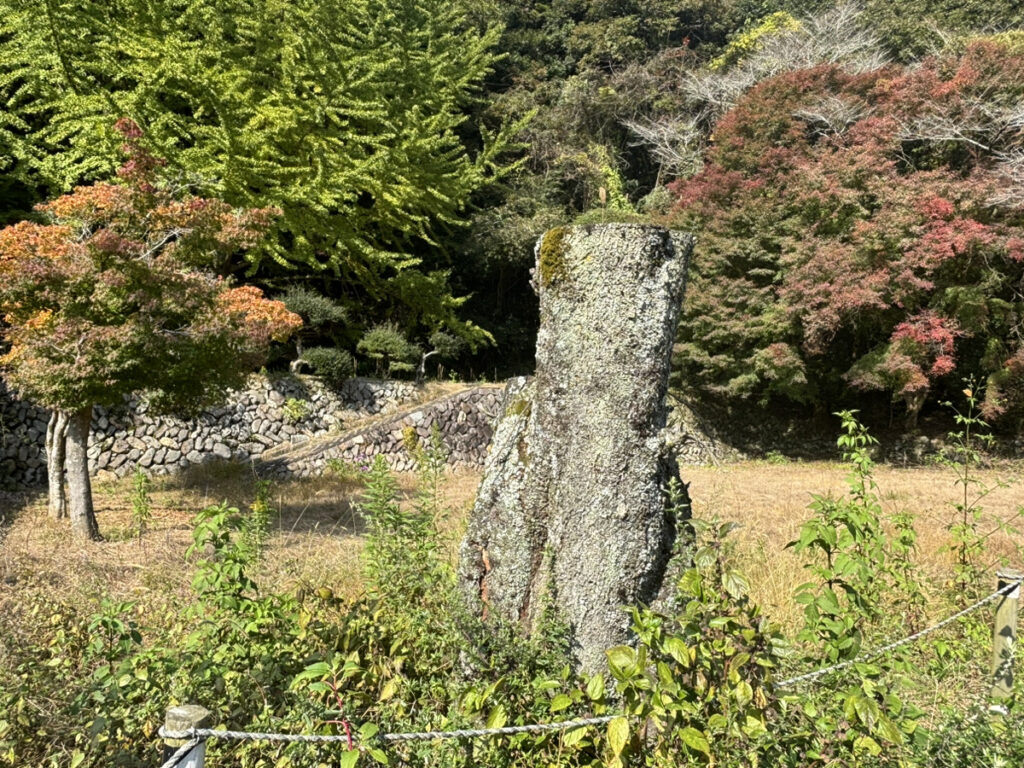 綾川町 枌所小学校柏原分校跡 桜