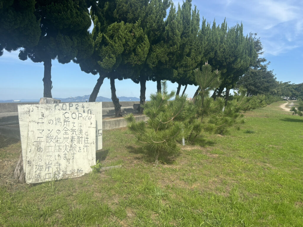 多度津町 海岸寺 松の木