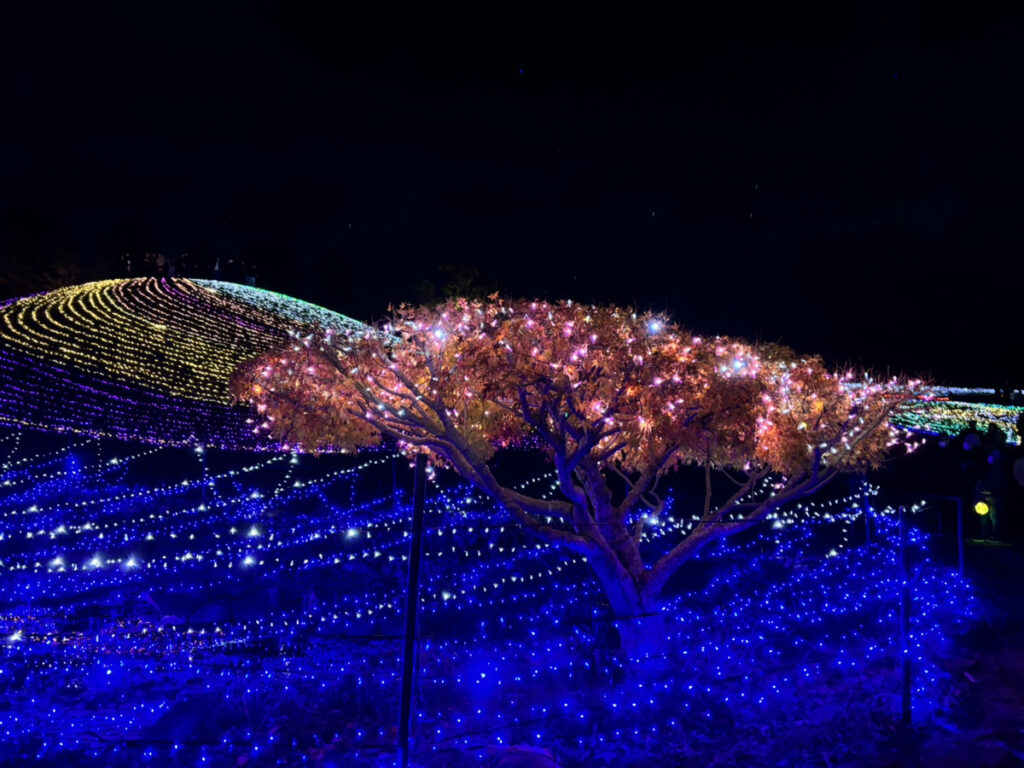 国営讃岐まんのう公園 ピンクの木