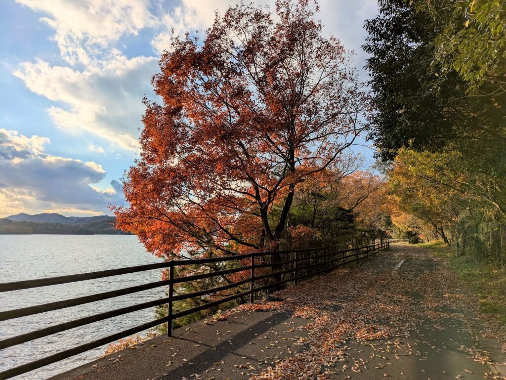 まんのう町 満濃池 紅葉