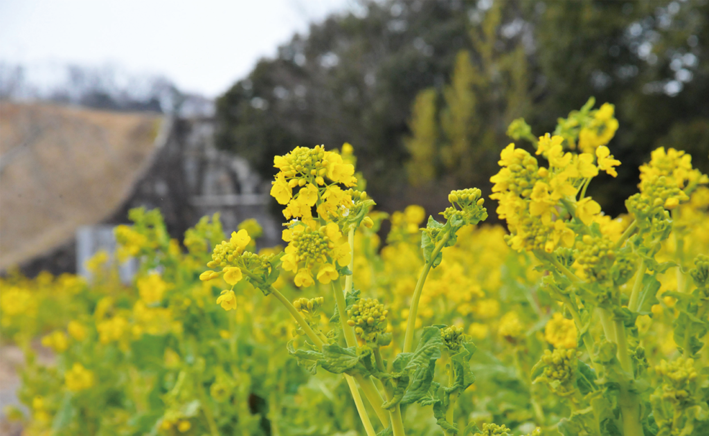 国営讃岐まんのう公園 早春フェスタ