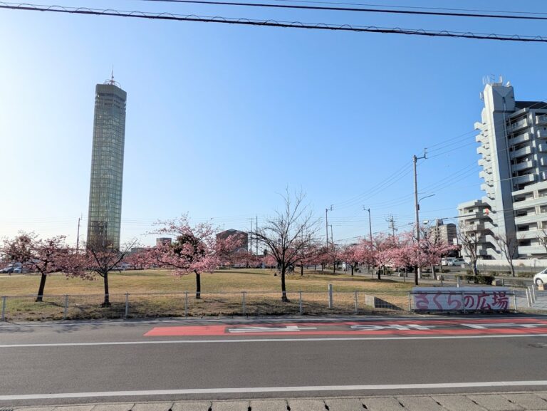 宇多津町「さくらの広場」の河津桜がもう少しで満開になりそう♪今年は臨時駐車場も完備！