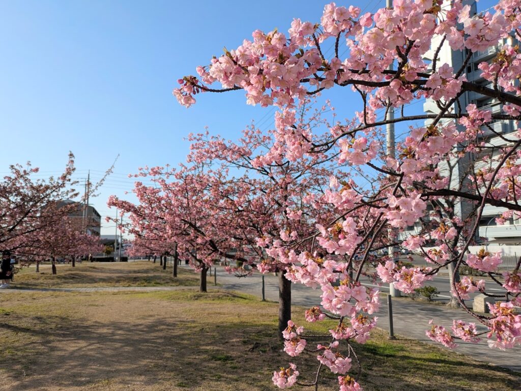 宇多津町 さくらの広場