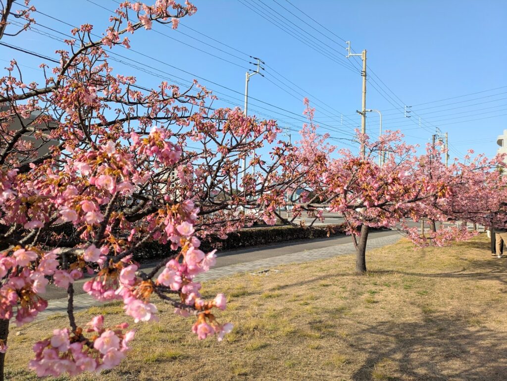 宇多津町 さくらの広場