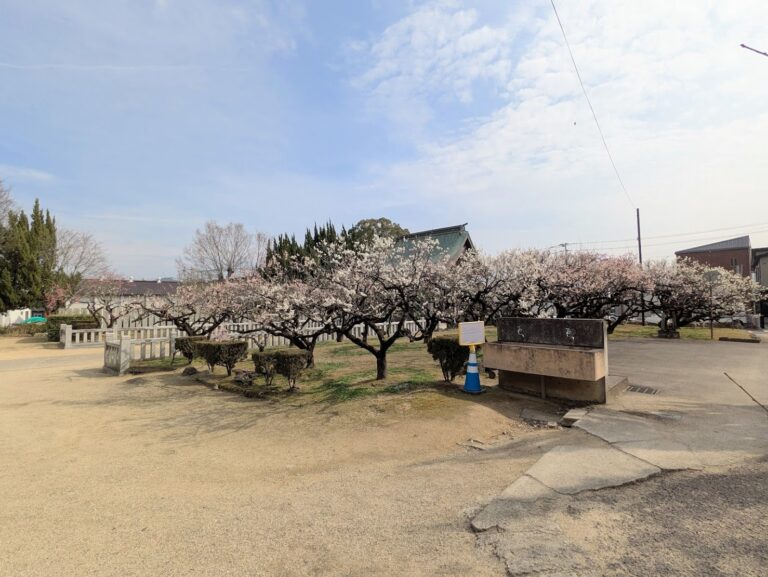 滝宮天満宮の梅が見ごろを迎えてふわっと甘い香りに包まれてる