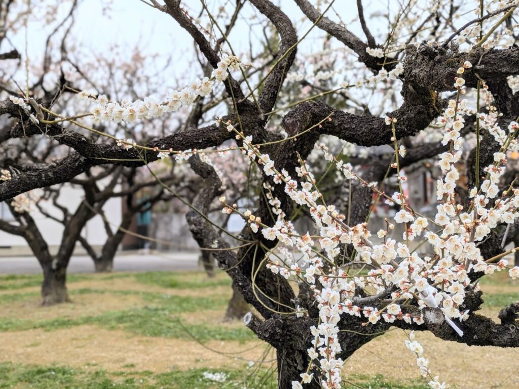 綾川町 滝宮天満宮