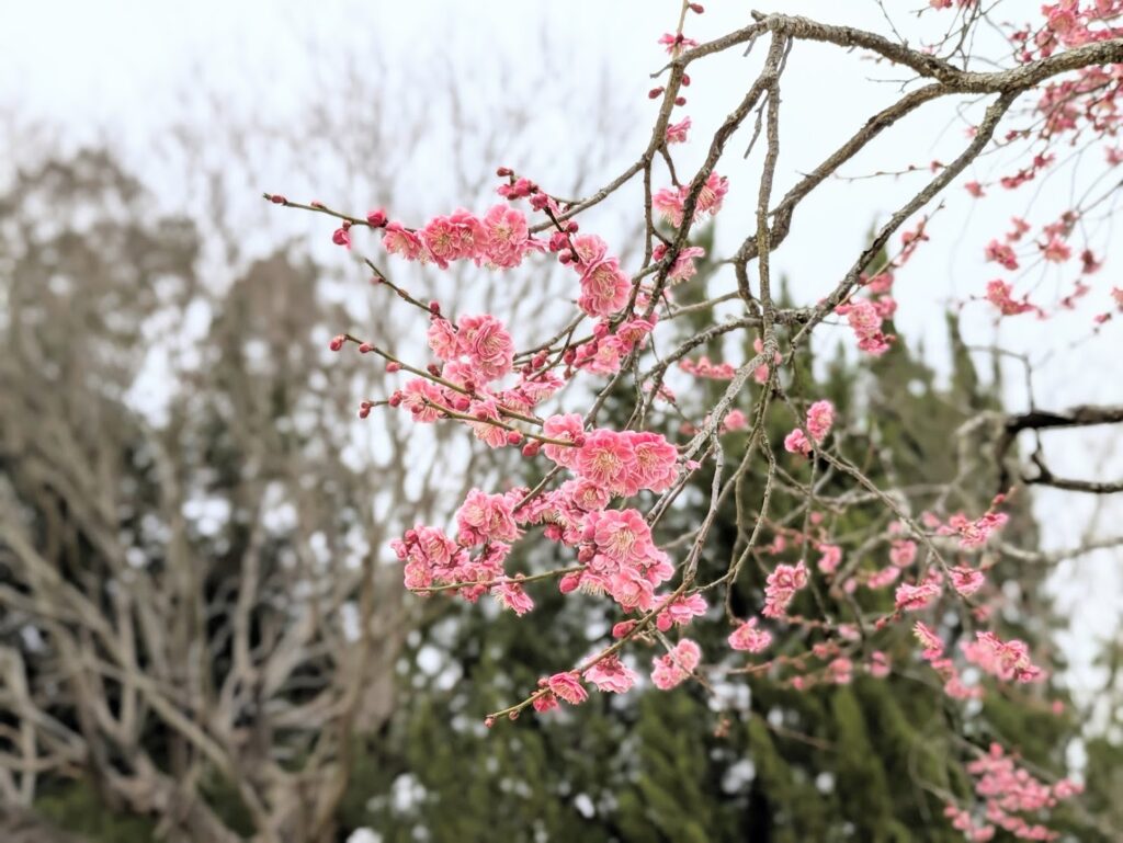 綾川町 滝宮天満宮