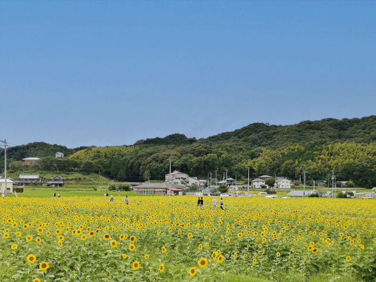 種まきから油づくりまで！ひまわりと過ごす特別な7日間を体験できる!?お弁当や温泉券などの特典も♪