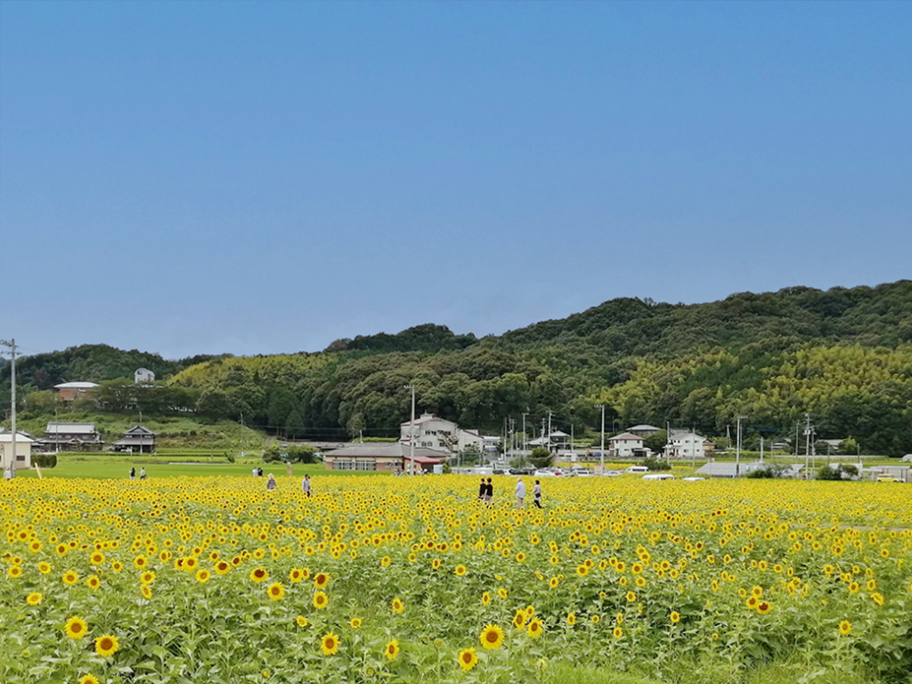 まんのう町 ひまわり栽培協力隊